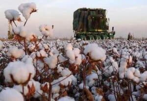 Cotton
